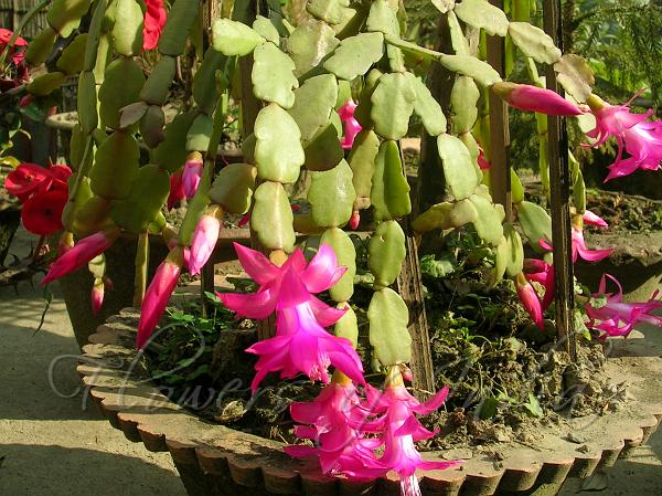 True Christmas Cactus